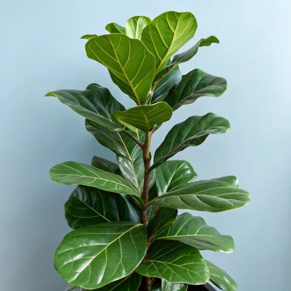 Ficus Lyrata (Fiddle Leaf Fig)