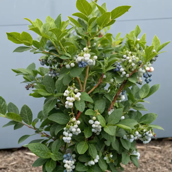 Blueberry Bush