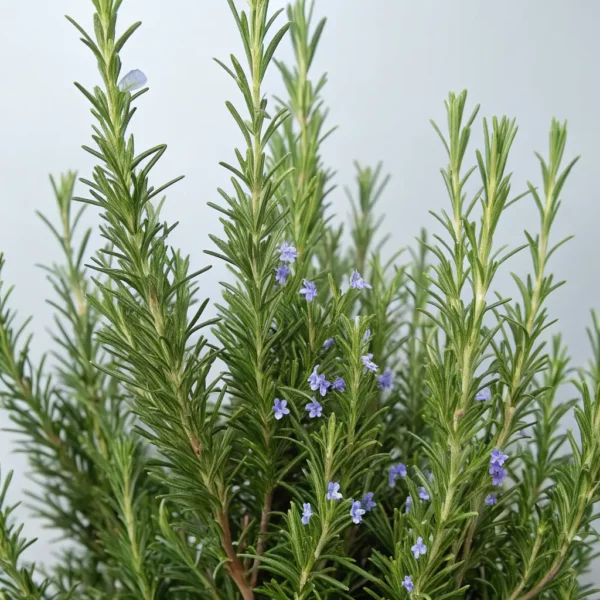 Rosemary (Rosmarinus officinalis)