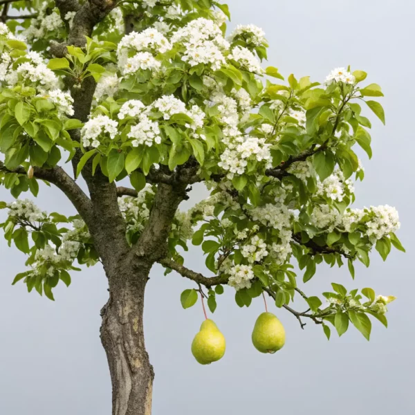 Dwarf Apple Tree