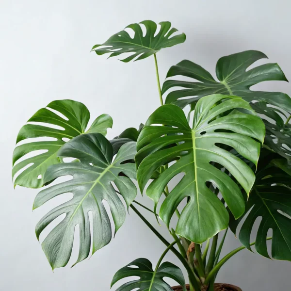 Monstera Deliciosa