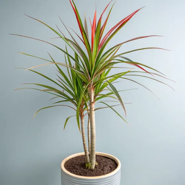 Dracaena Marginata